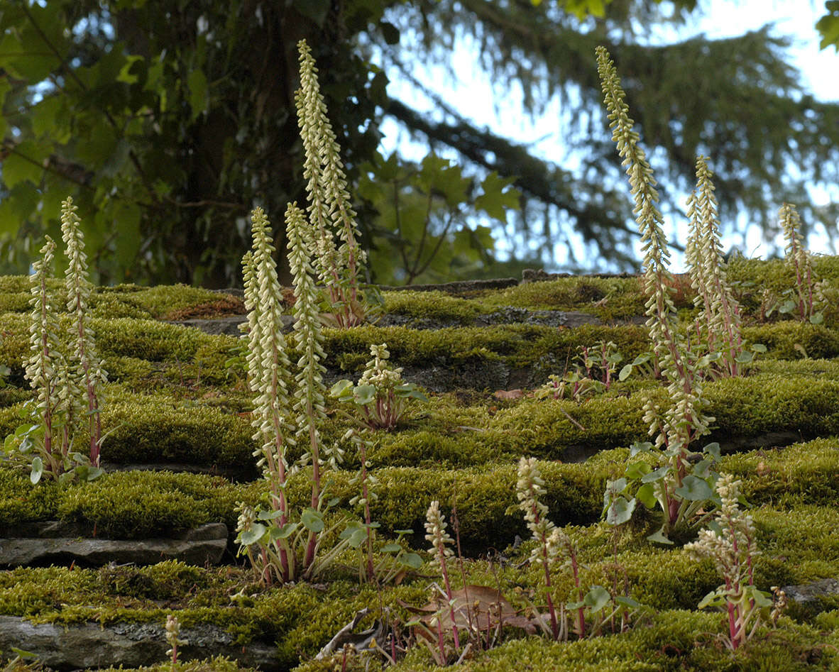 Image of Umbilicus rupestris (Salisb.) Dandy