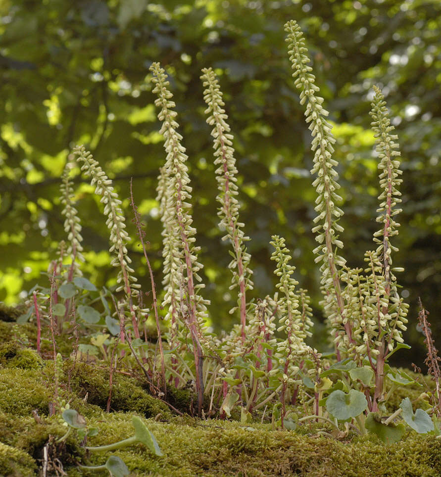 Image of Umbilicus rupestris (Salisb.) Dandy