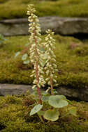 Image of Umbilicus rupestris (Salisb.) Dandy