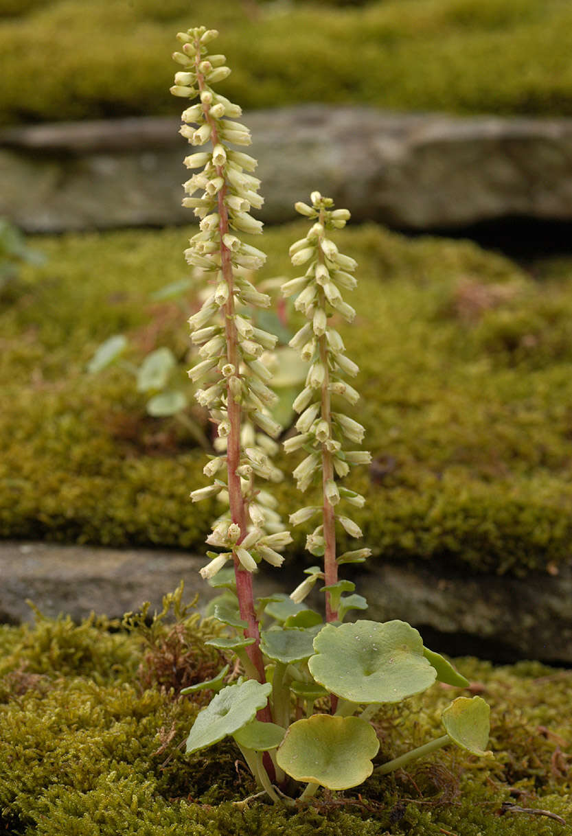 Image of Umbilicus rupestris (Salisb.) Dandy