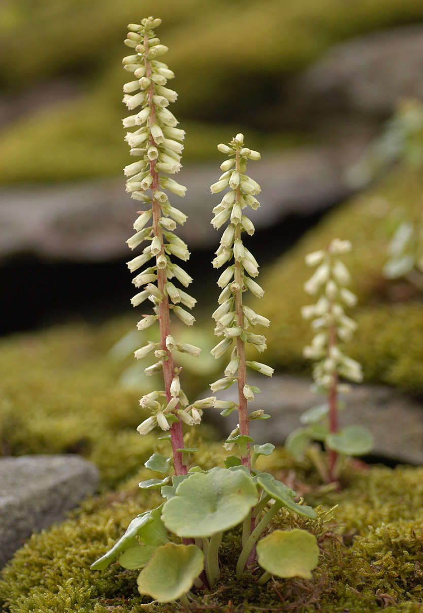 Image of Umbilicus rupestris (Salisb.) Dandy