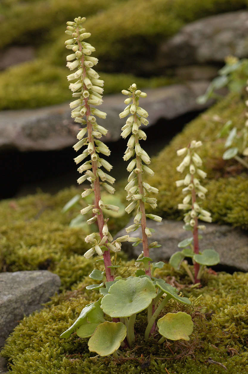 Image of Umbilicus rupestris (Salisb.) Dandy