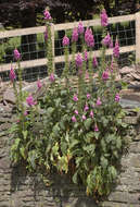 Imagem de Digitalis purpurea L.