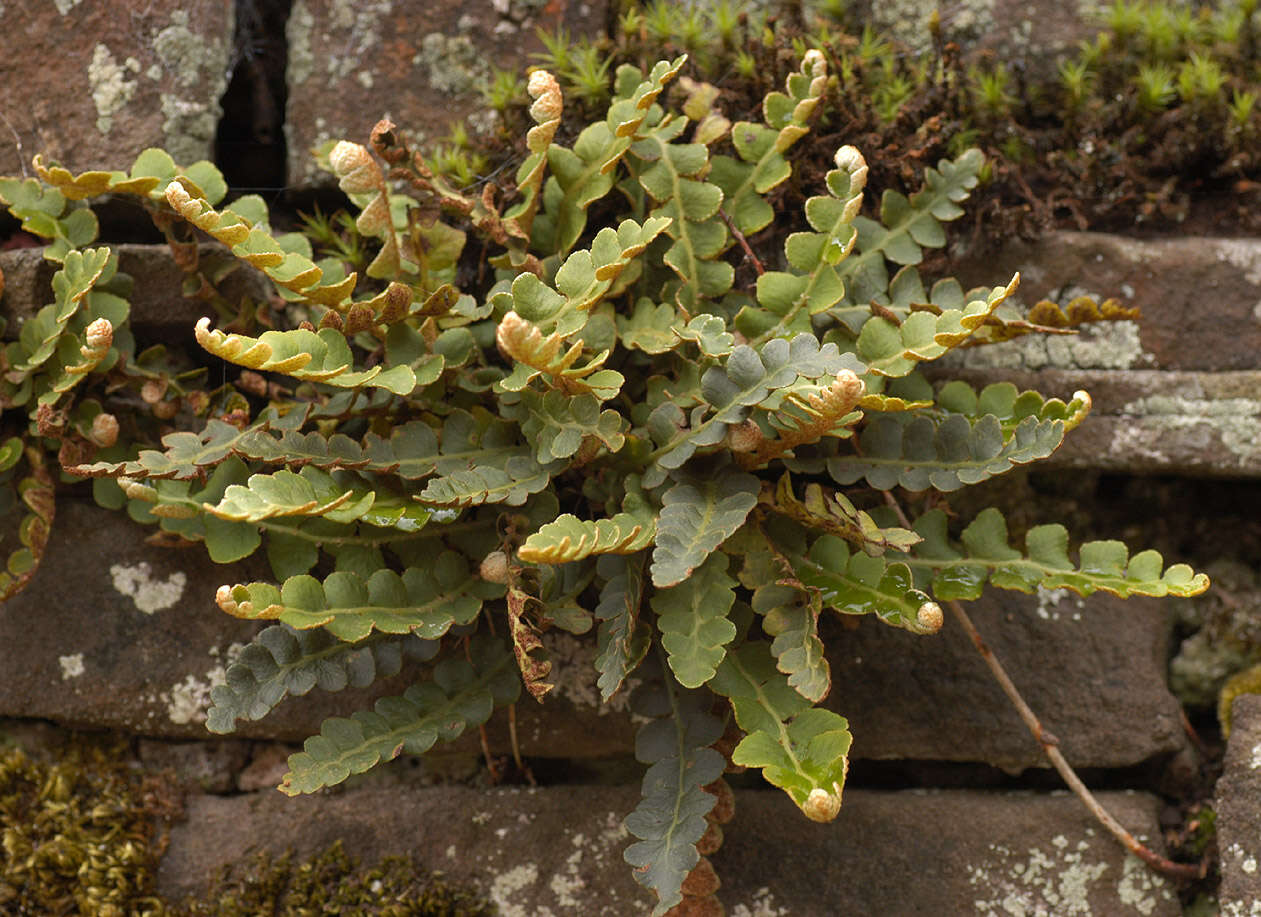 Image of Asplenium ceterach subsp. ceterach