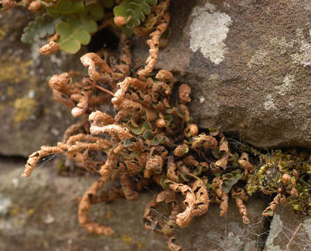 Plancia ëd Asplenium ceterach subsp. ceterach