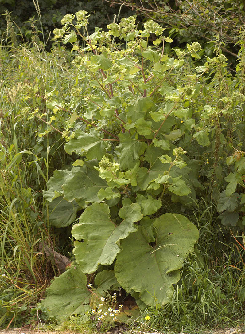 Image of greater burdock