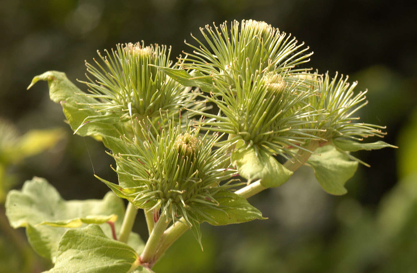 Image of greater burdock