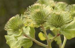 Image of greater burdock