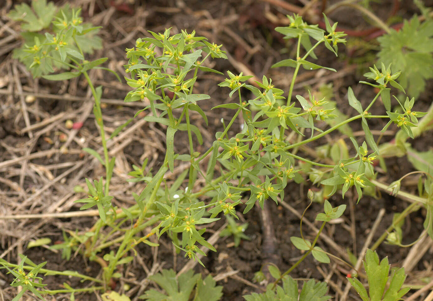 Image of dwarf spurge