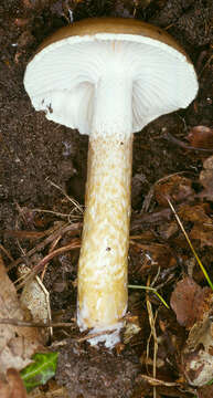 Image of Hygrophorus persoonii Arnolds 1979