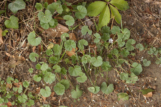 Image of common mallow