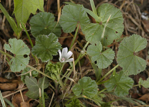 Image of common mallow