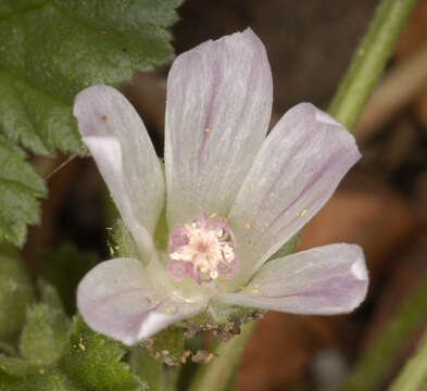 Image of common mallow