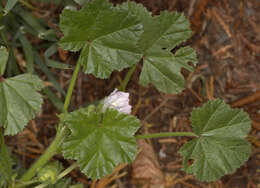 Image of common mallow