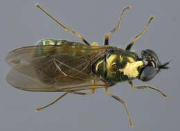 Image of Soldier fly