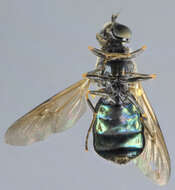 Image of Soldier fly