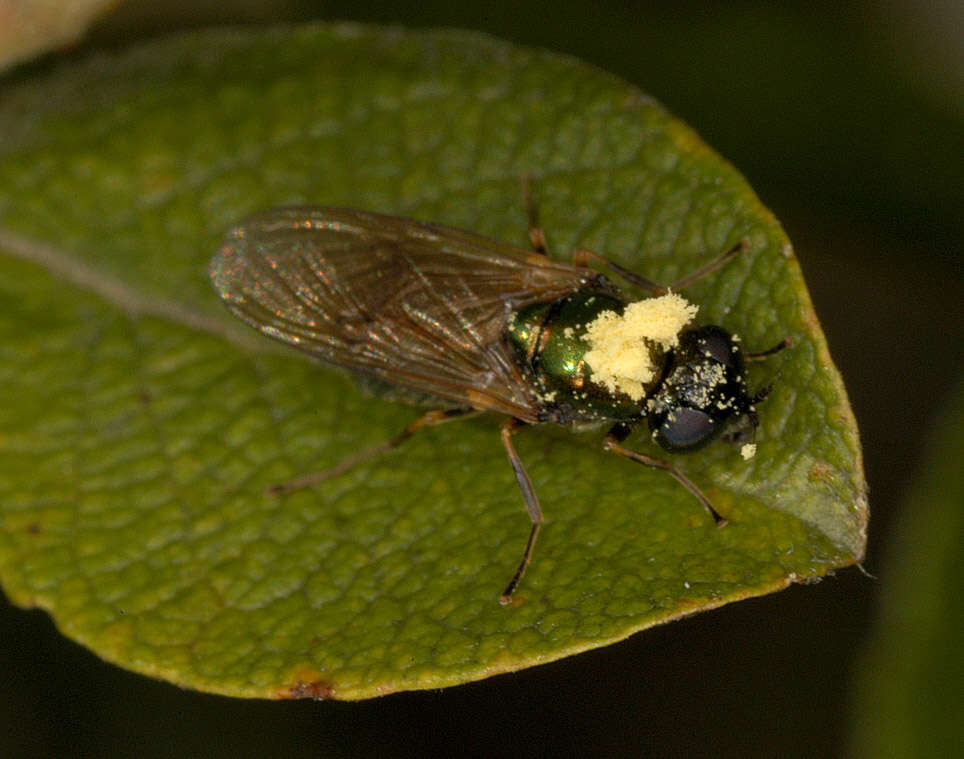 Image of Soldier fly