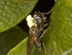 Image of Soldier fly