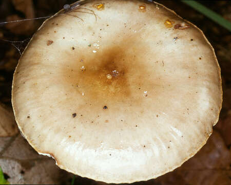 Image of Hygrophorus persoonii Arnolds 1979