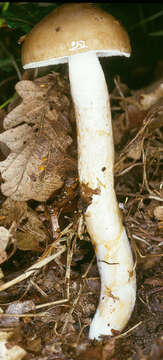 Image of Hygrophorus persoonii Arnolds 1979