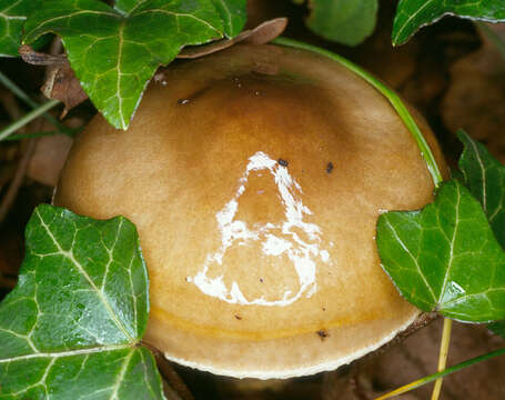 Image of Hygrophorus persoonii Arnolds 1979