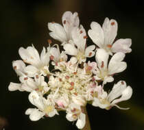 Oenanthe fistulosa L. resmi