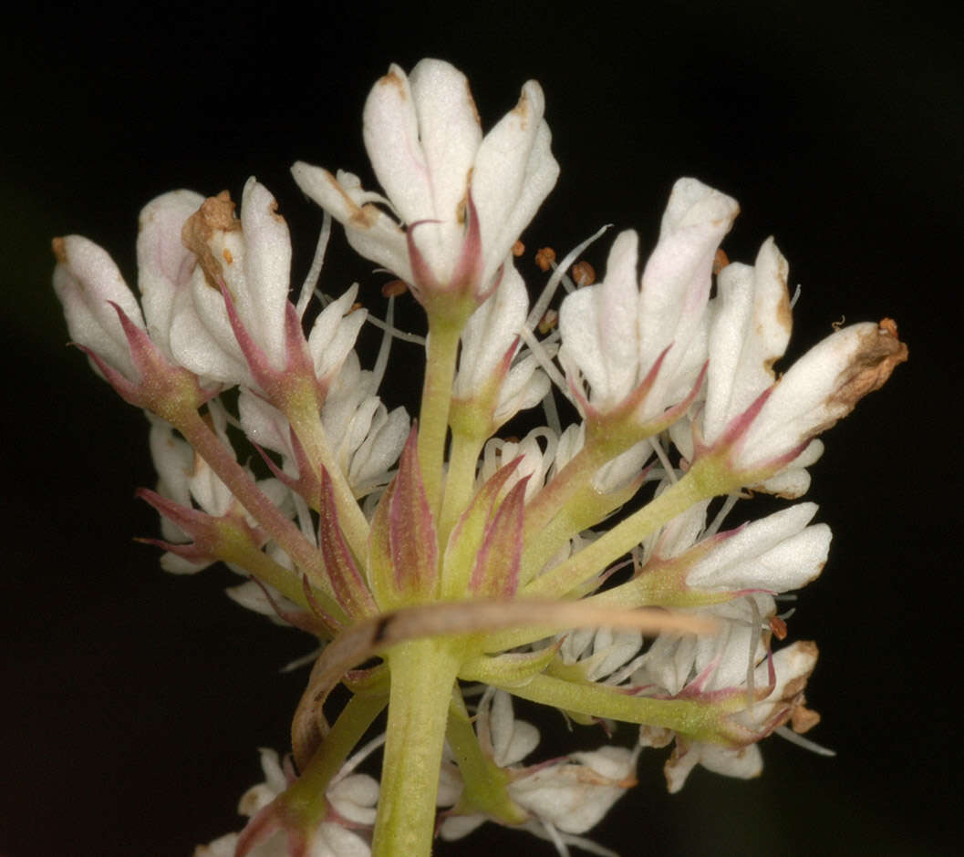 Oenanthe fistulosa L.的圖片