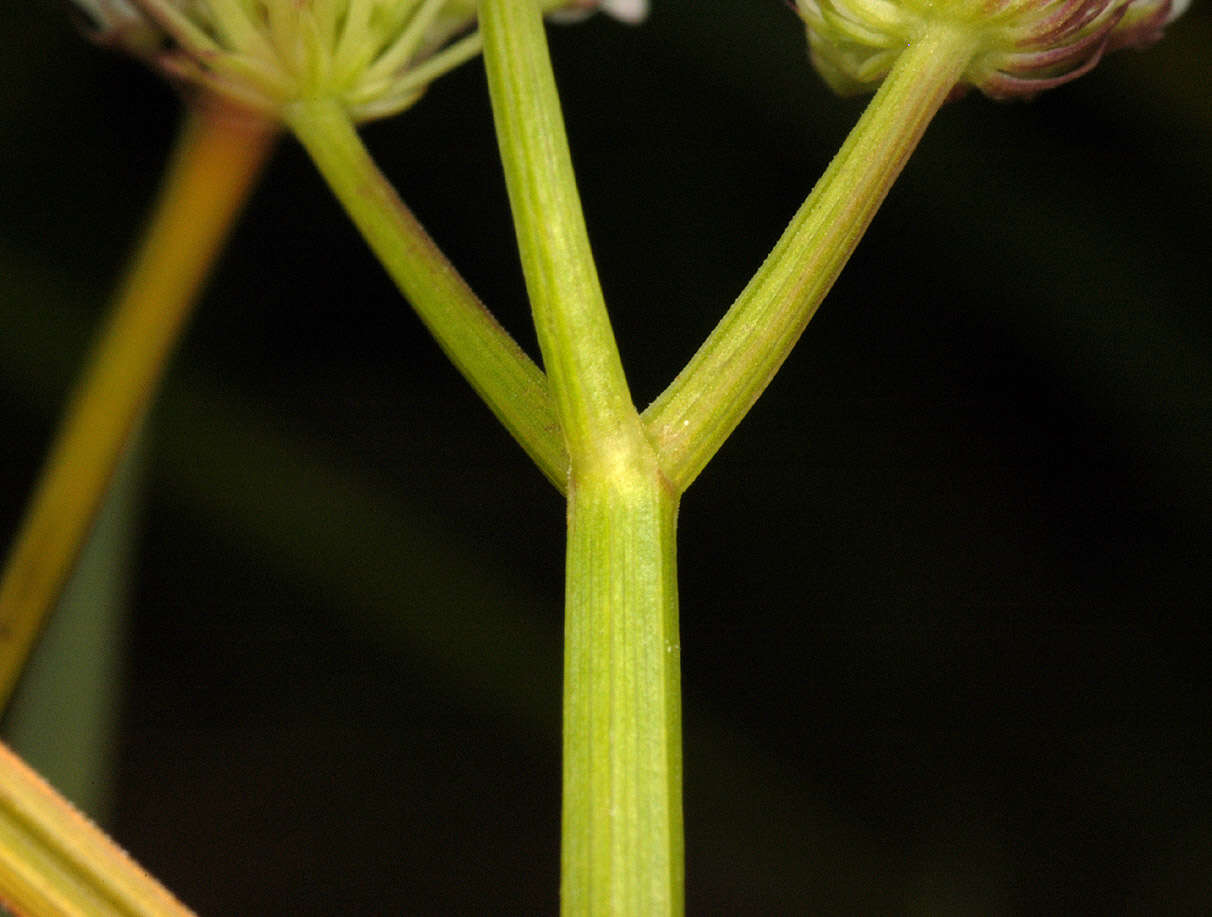 Oenanthe fistulosa L.的圖片