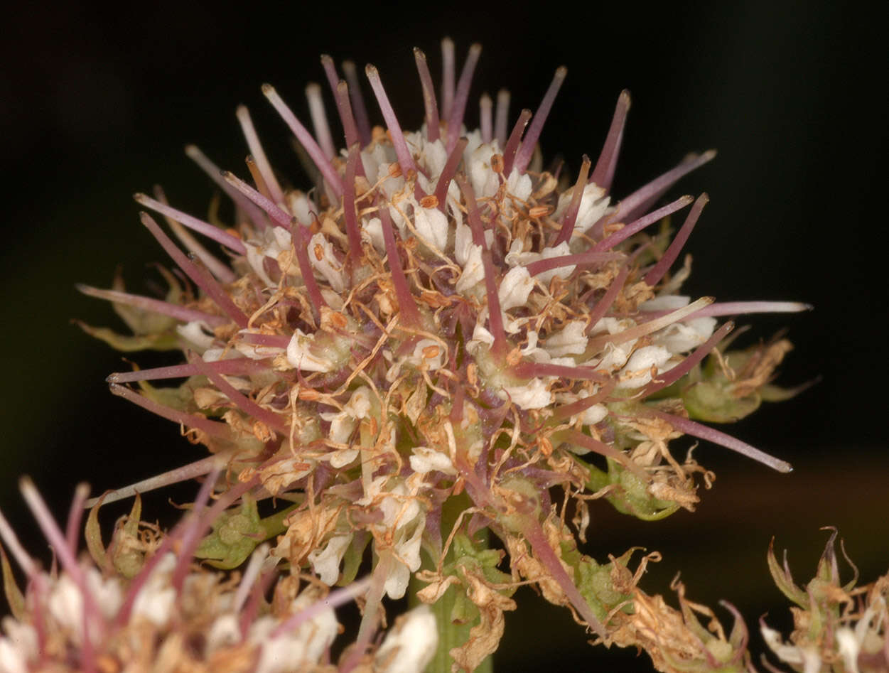 Oenanthe fistulosa L. resmi