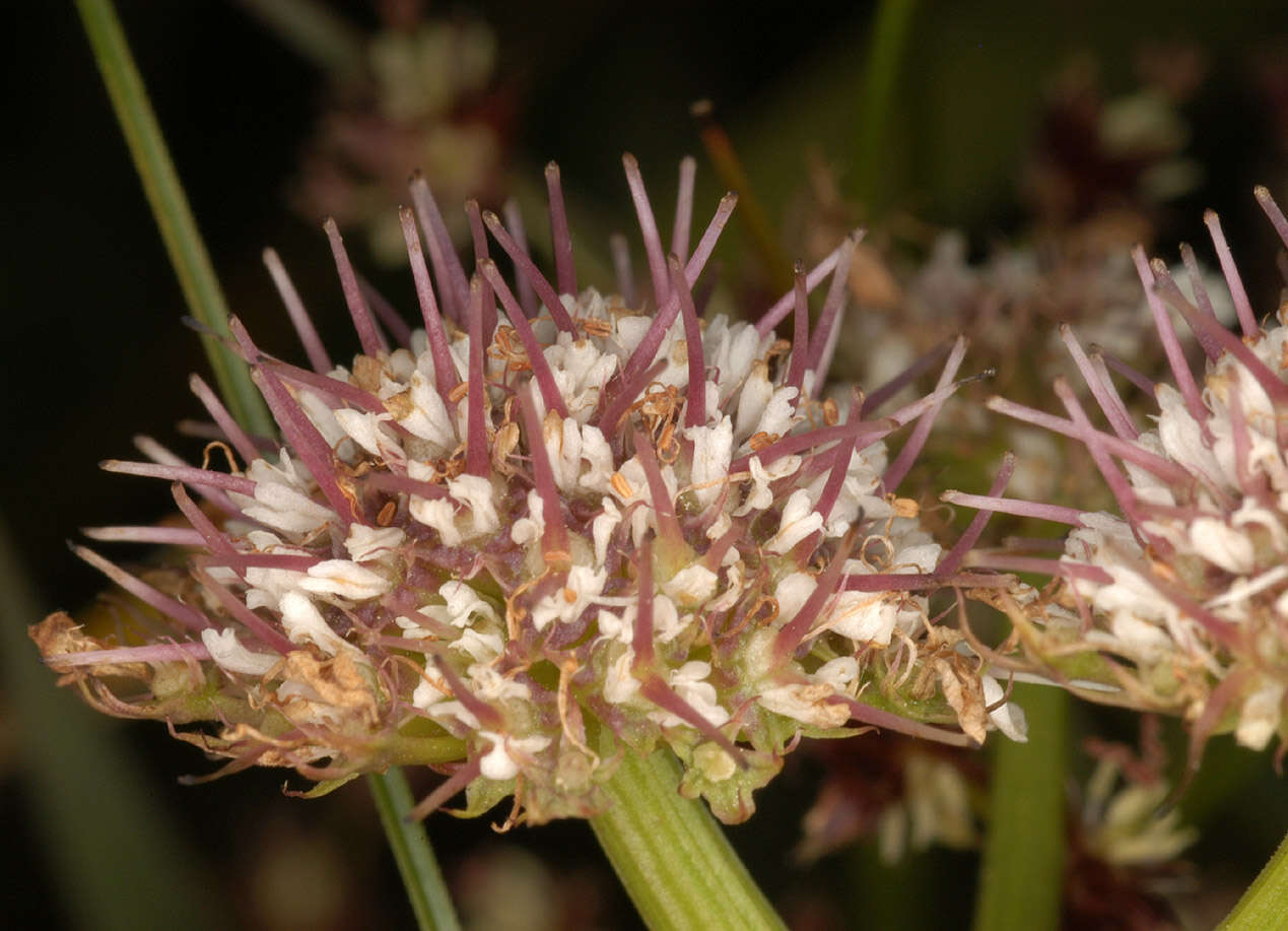 Oenanthe fistulosa L. resmi