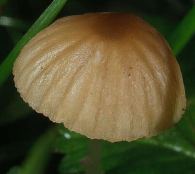 Image of Mycena olivaceomarginata (Massee) Massee 1893