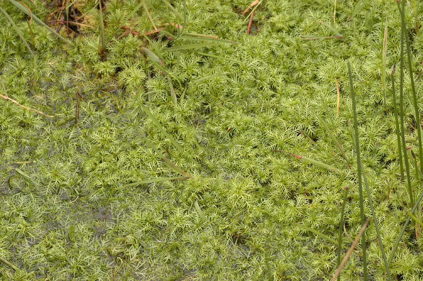 Image of Featherfoil