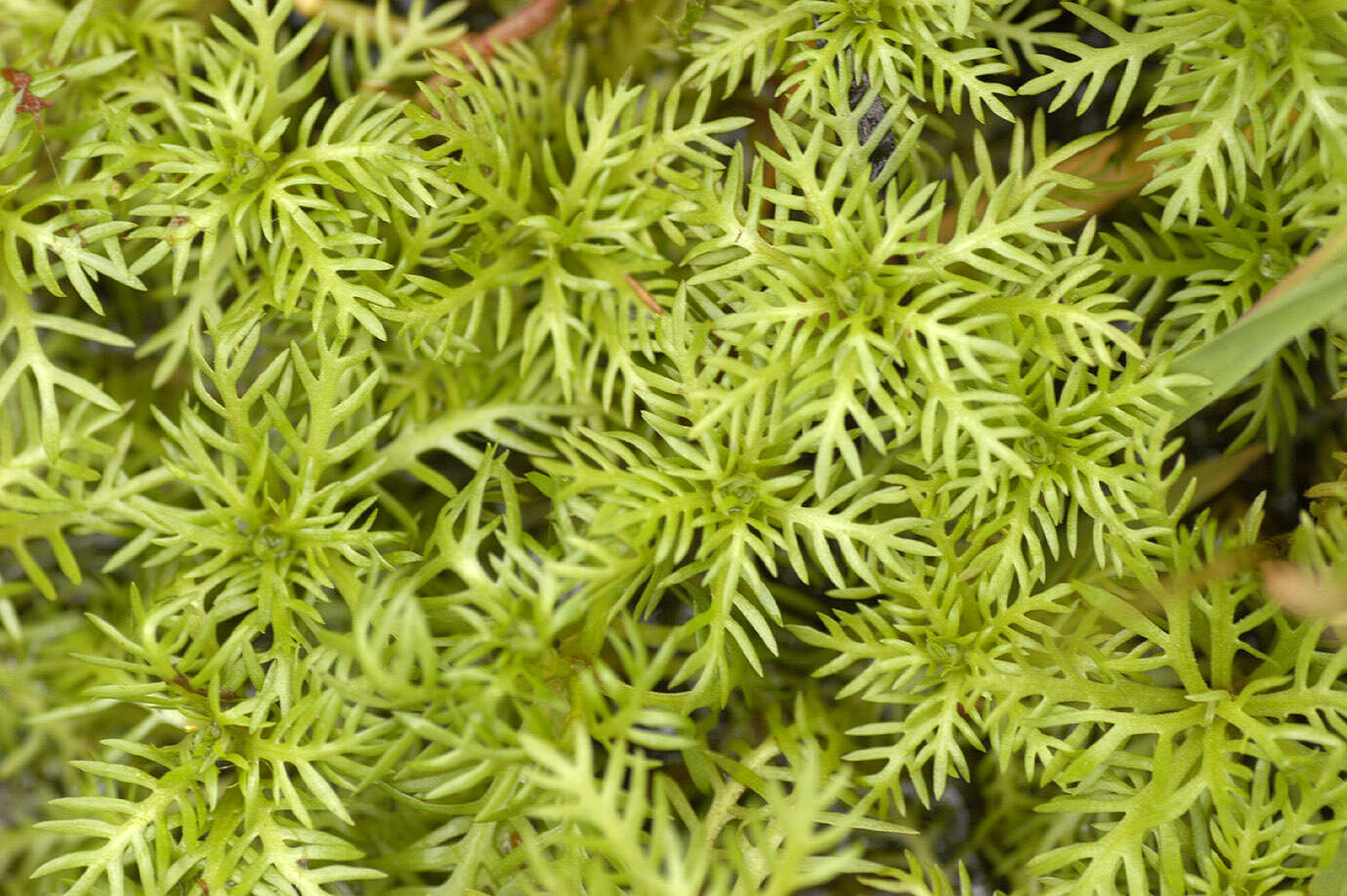 Image of Featherfoil