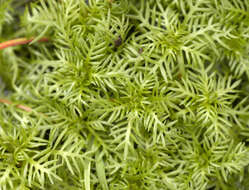 Image of Featherfoil