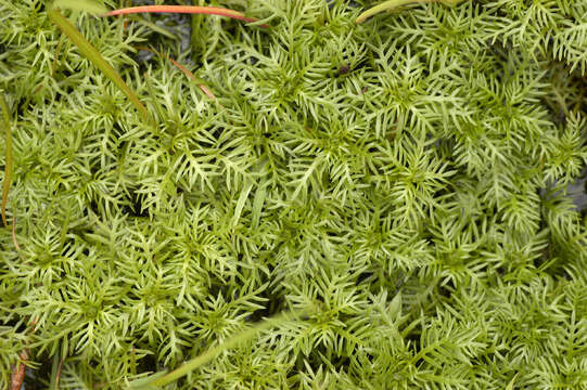 Image of Featherfoil