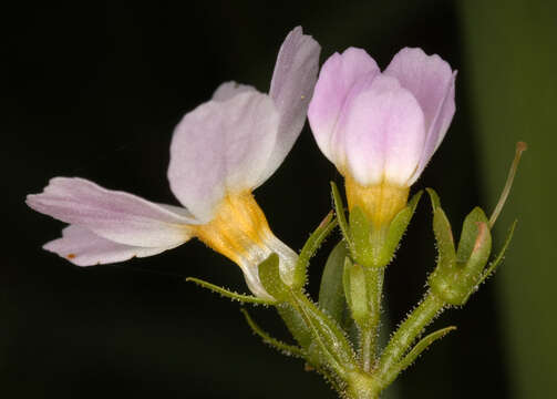 Image of Featherfoil