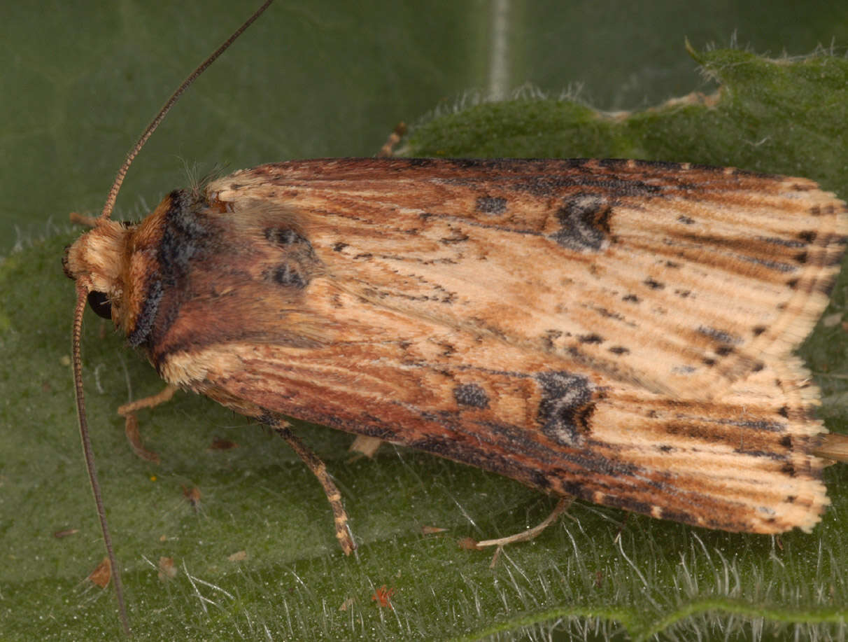 Image de noctuelle putride