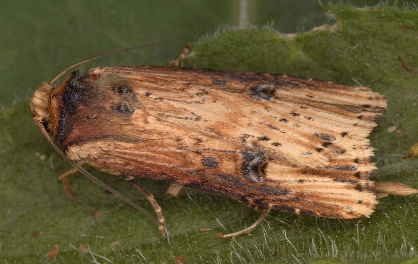 Image de noctuelle putride