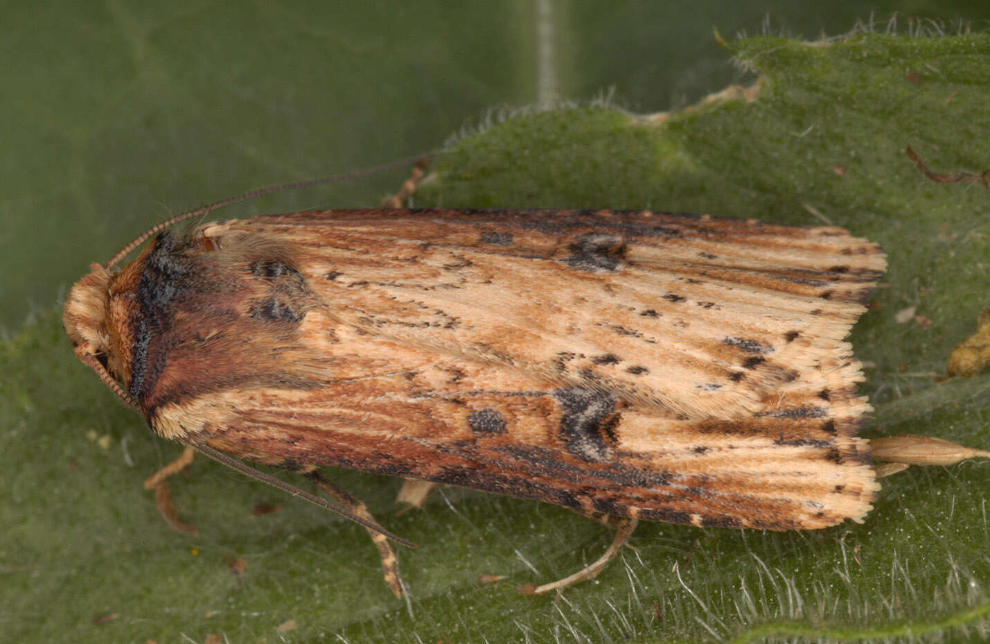 Image de noctuelle putride