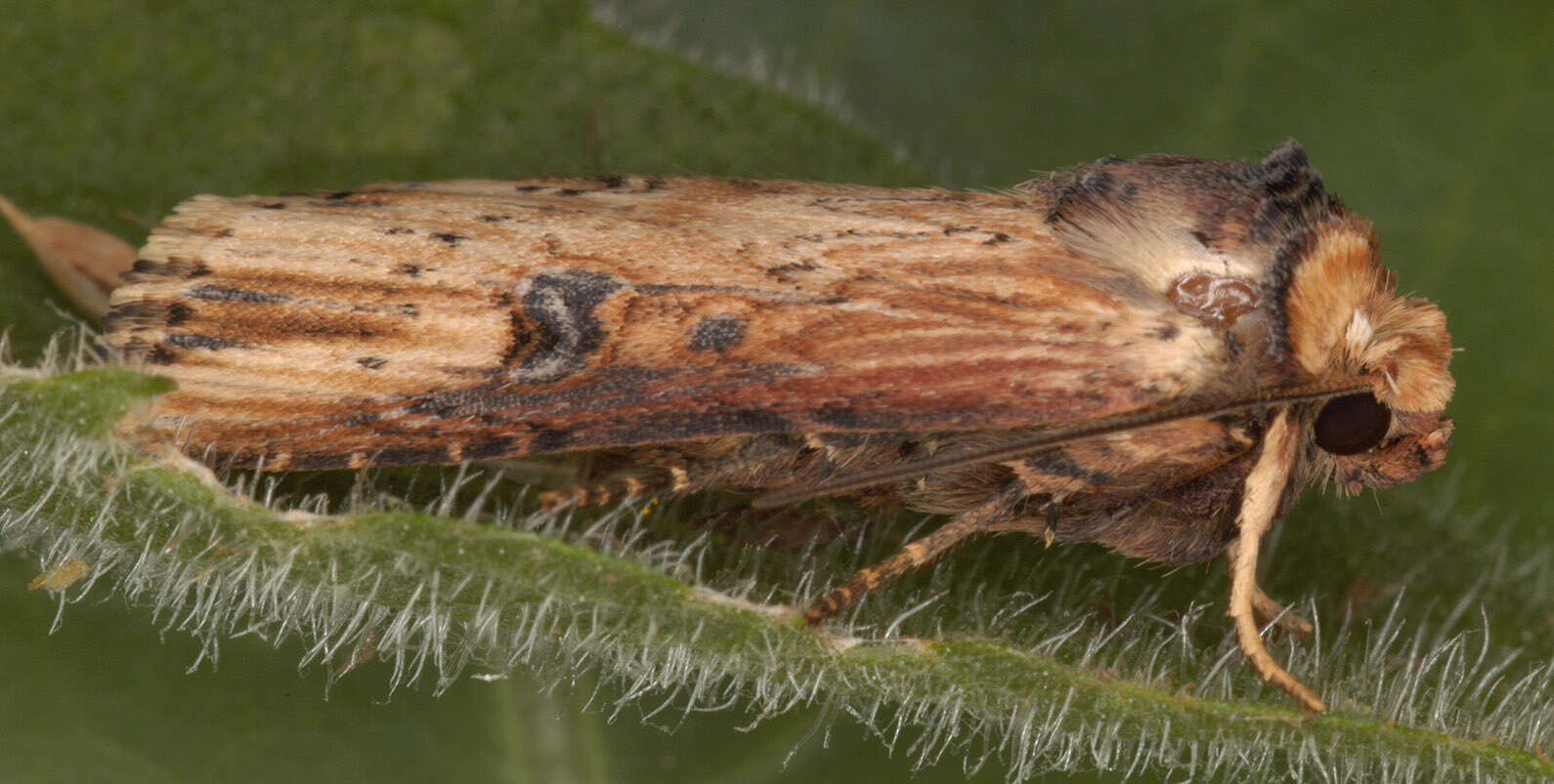 Image de noctuelle putride