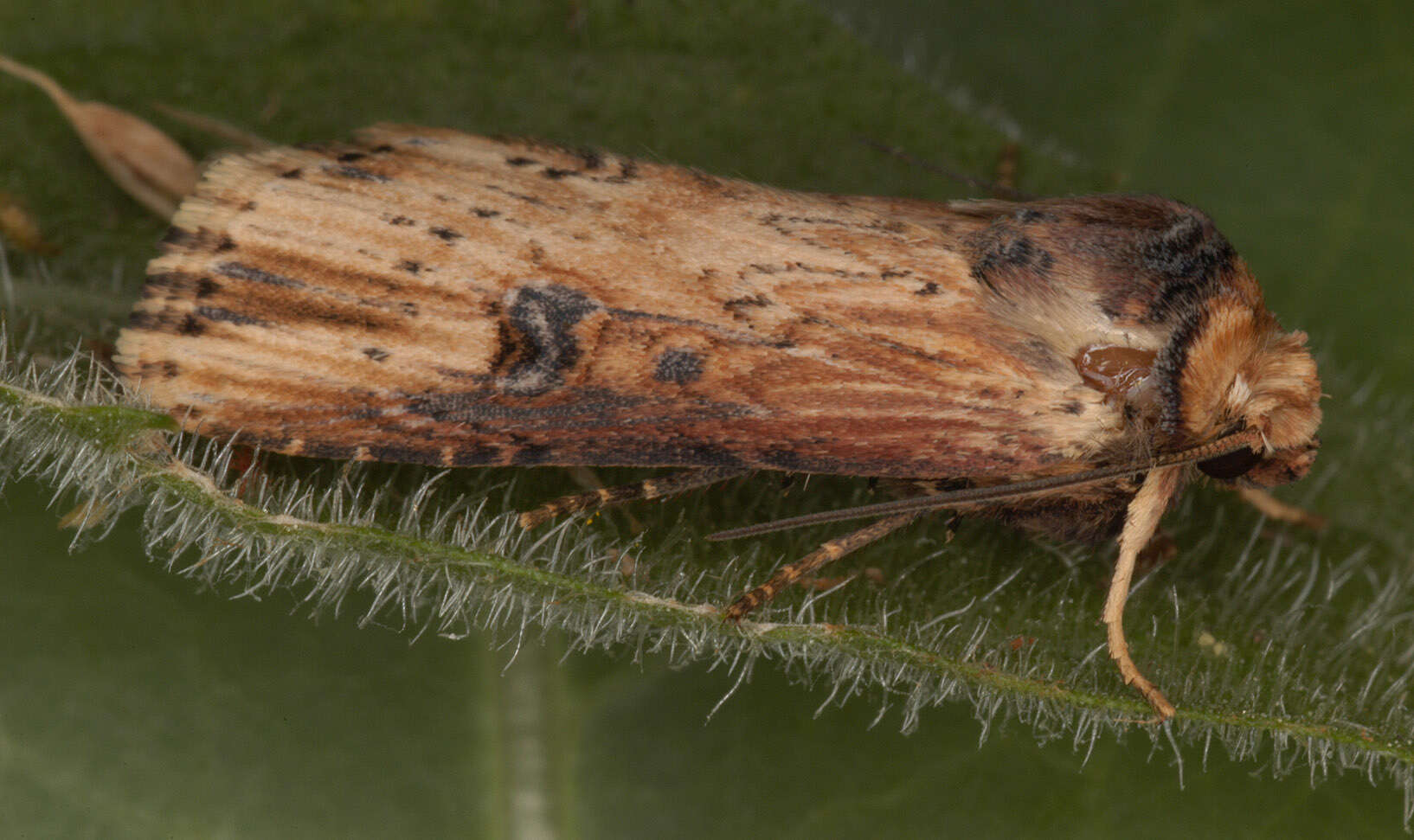 Image de noctuelle putride