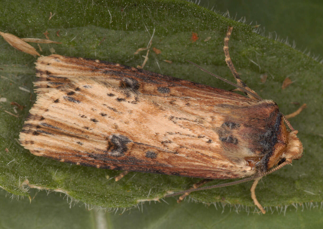 Image de noctuelle putride