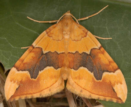 Image of barred yellow