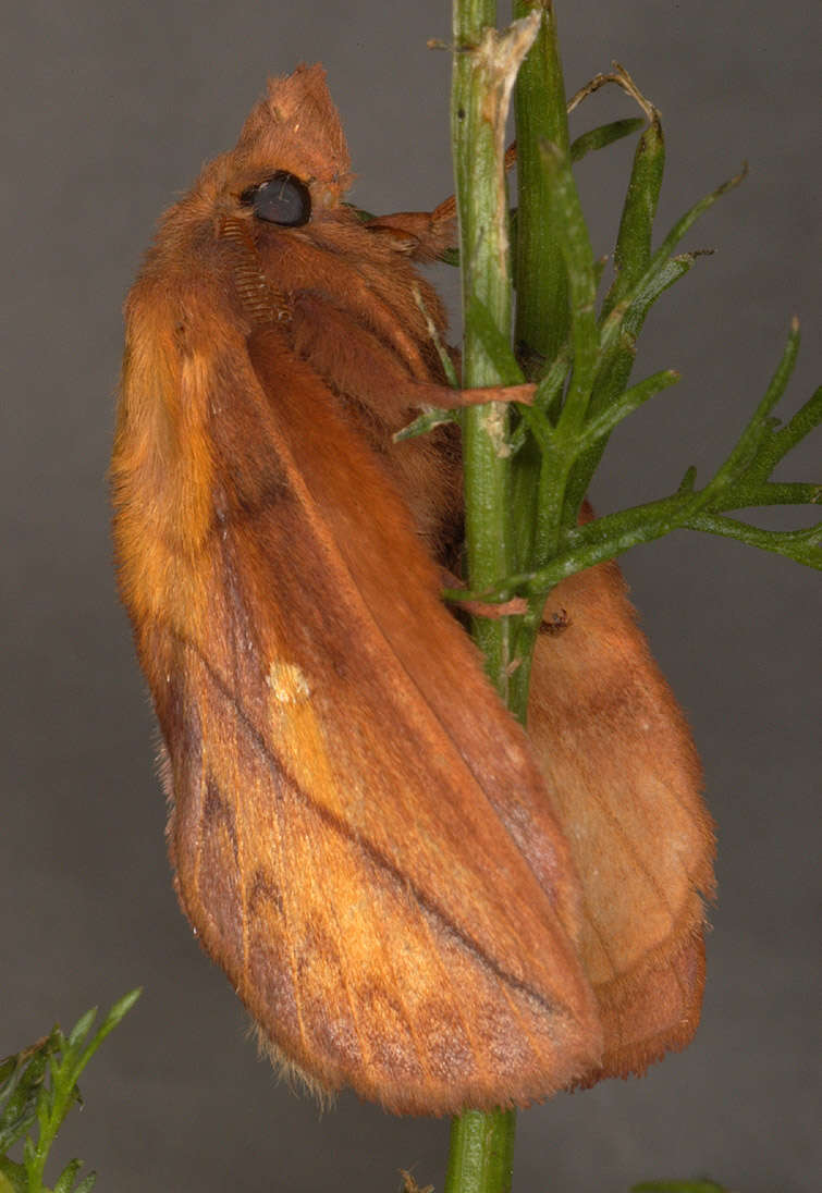 Слика од Euthrix potatoria Linnaeus 1758