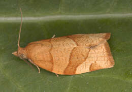 Image of barred fruit-tree tortrix