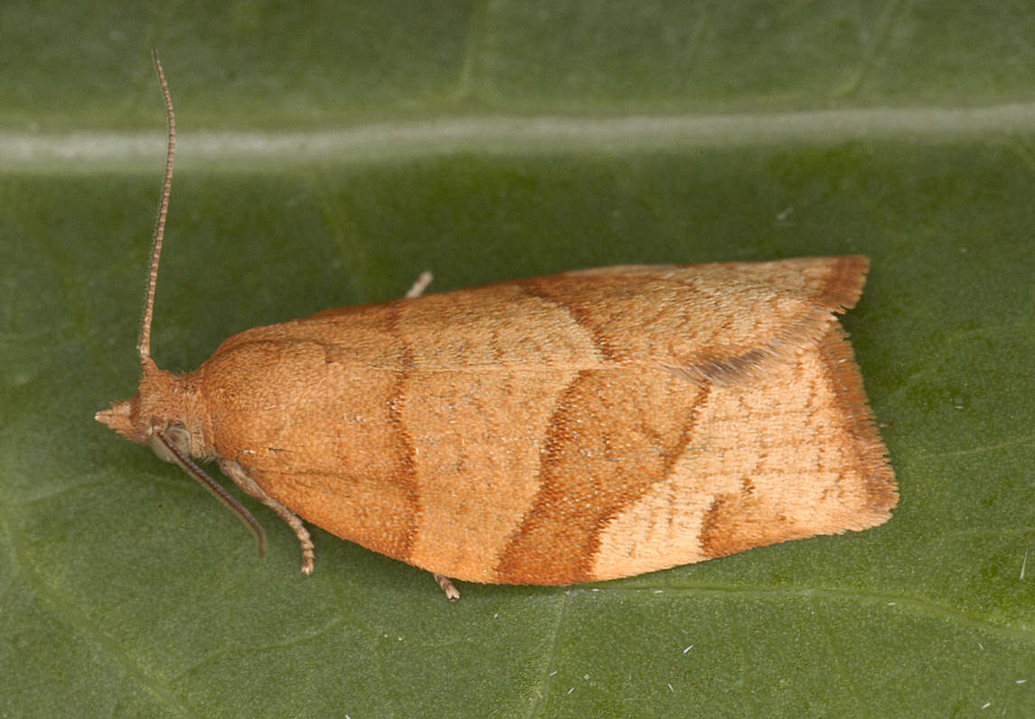 Image of barred fruit-tree tortrix