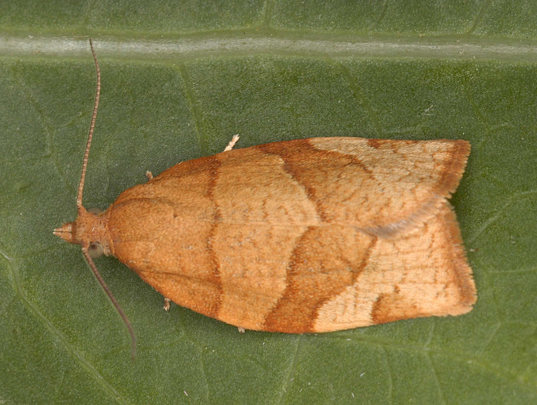 Image of barred fruit-tree tortrix