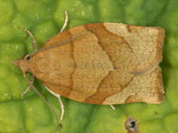 Image of barred fruit-tree tortrix