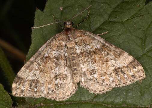 Image of Epirrhoe alternata obscurata South 1888