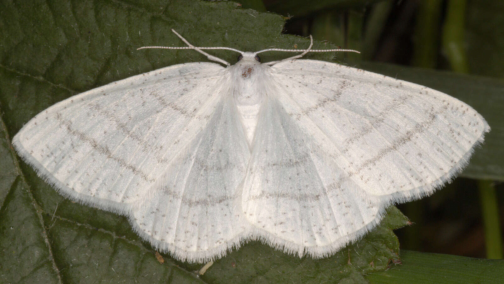 Image of common white wave